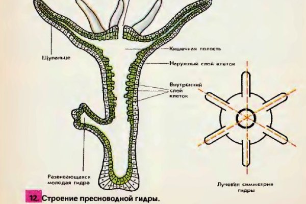 Не могу зайти в кракен